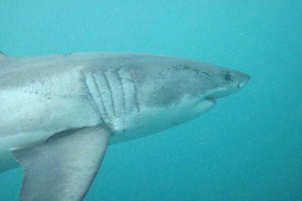White Shark Projects CC