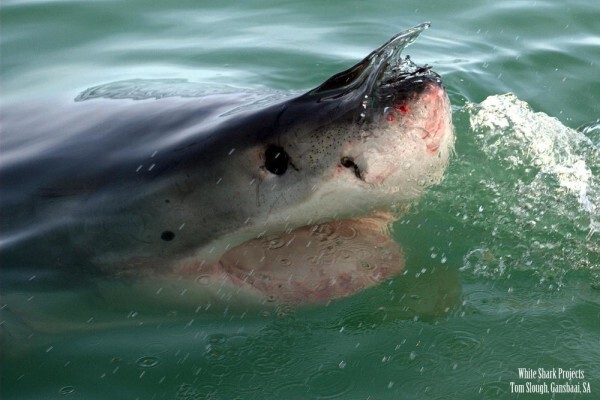 White Shark Projects CC