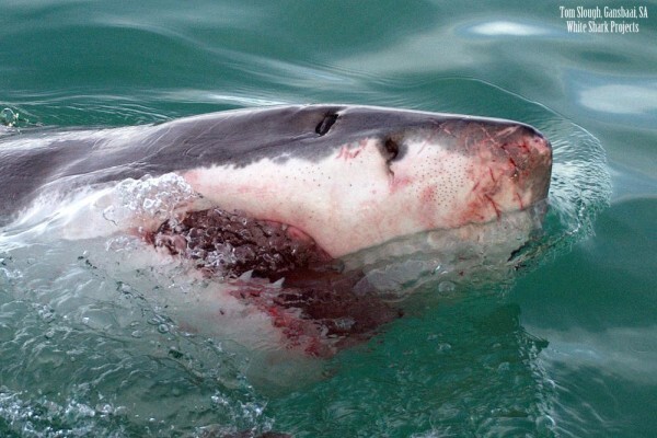 White Shark Projects CC