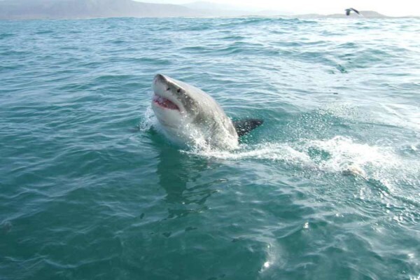 White Shark Projects CC