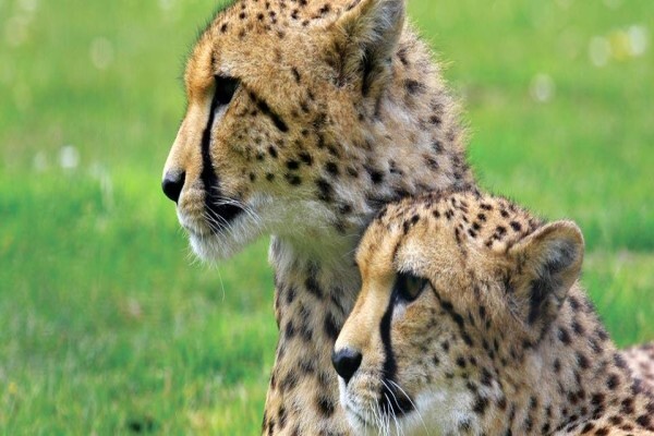 Djuma Game Reserve Sabie