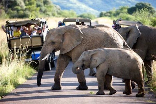 Ivory Tree Game Lodge