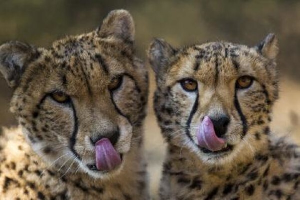 De Wildt Cheetah Centre