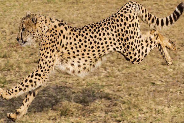 De Wildt Cheetah Centre