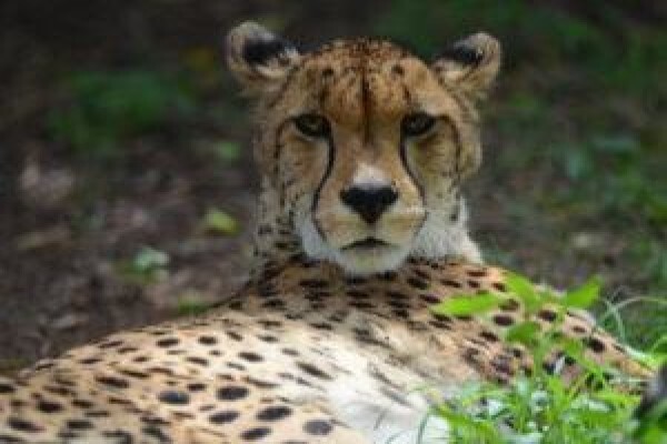 De Wildt Cheetah Centre
