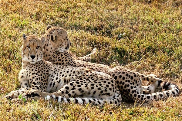 Falaza Game Park & Health Spa