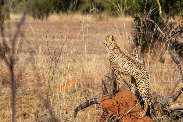 Mabula Game Lodge