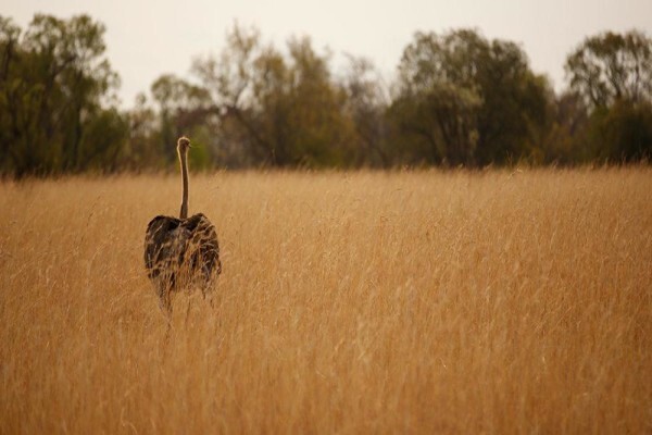 Mabula Game Lodge