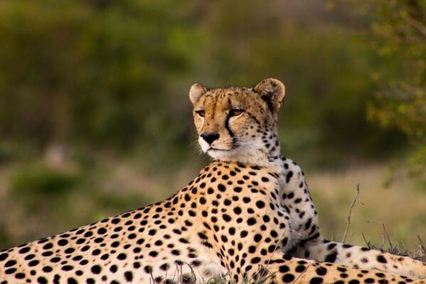 Mabula Game Lodge