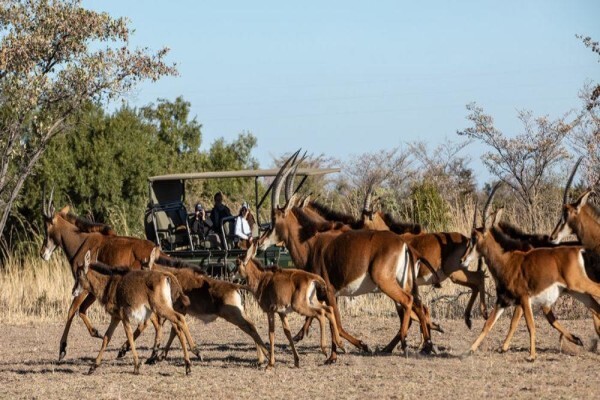 Mabula Game Lodge