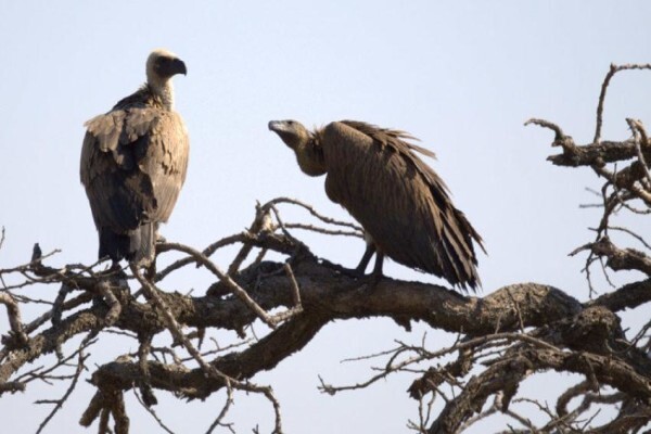 Nambiti Private Game Reserve
