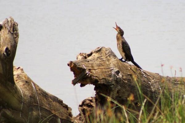 Nambiti Private Game Reserve