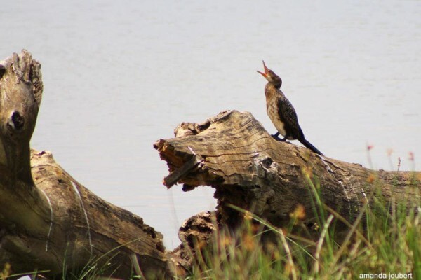 Nambiti Private Game Reserve