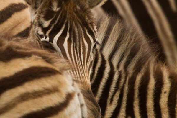 Nambiti Private Game Reserve