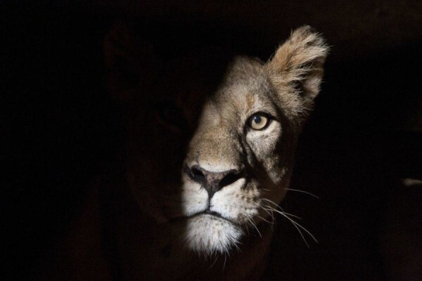 Nambiti Private Game Reserve
