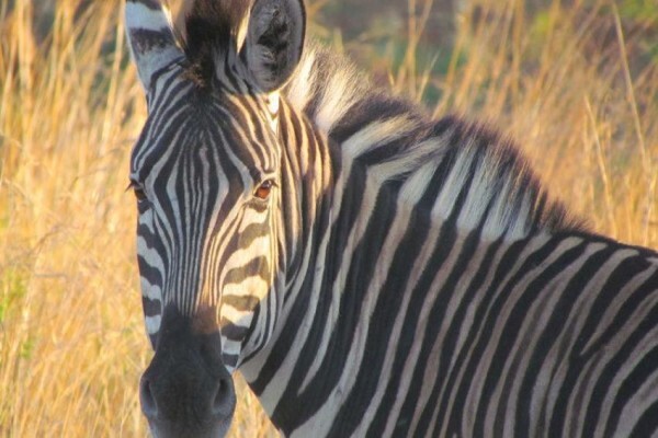 Nambiti Private Game Reserve