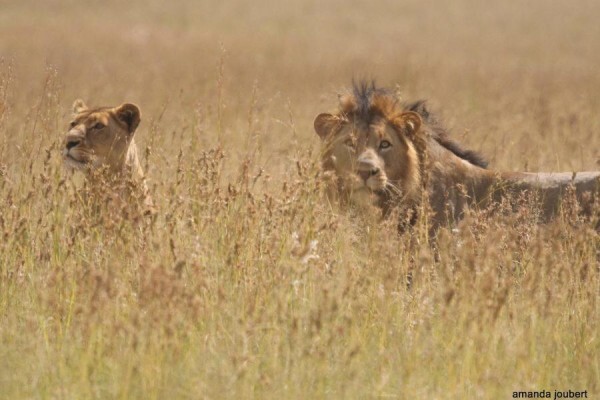 Nambiti Private Game Reserve