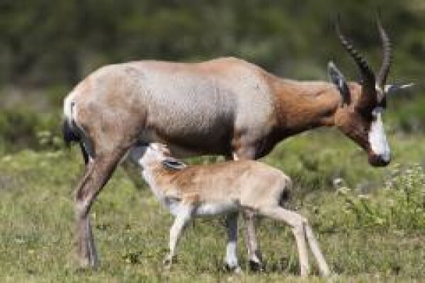 Pumba Private Game Reserve