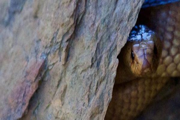 Sanbona Wildlife Reserve:Gondwana Lodge