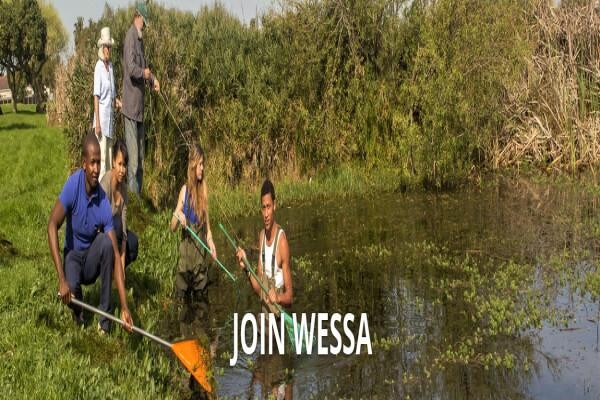 Wessa