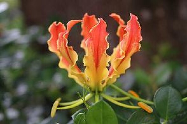 School Of Gardening: Lindsay Gray
