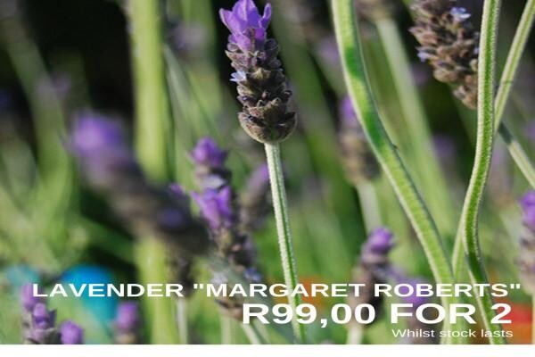Style Decor (Pty) Ltd
