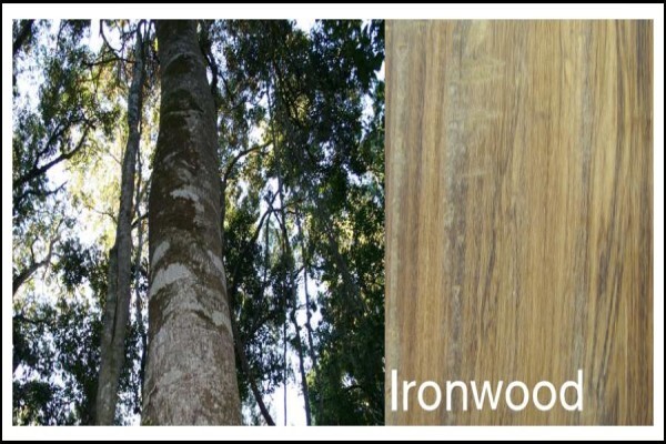 The Woodman's