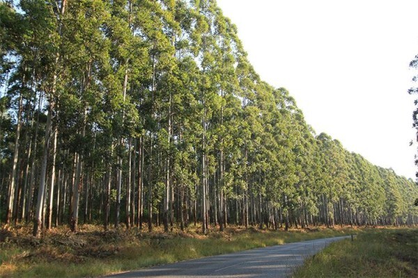 Treated Timber Products