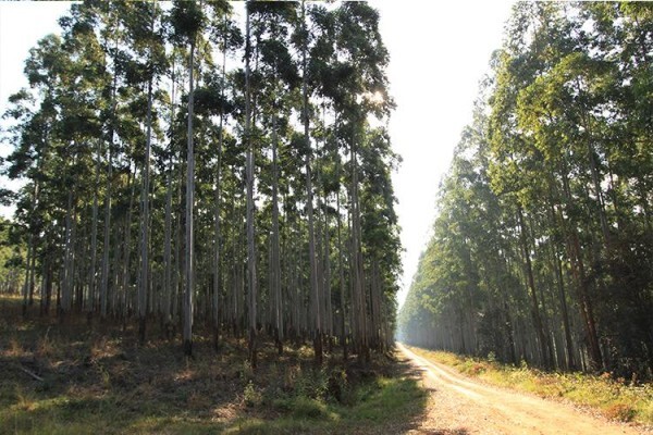 Treated Timber Products