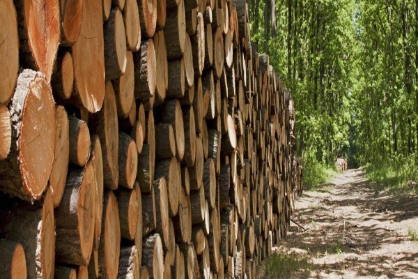 Maple Street Timbers (Pty) Ltd