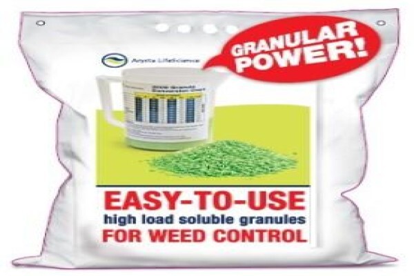 Conchem Saligna
