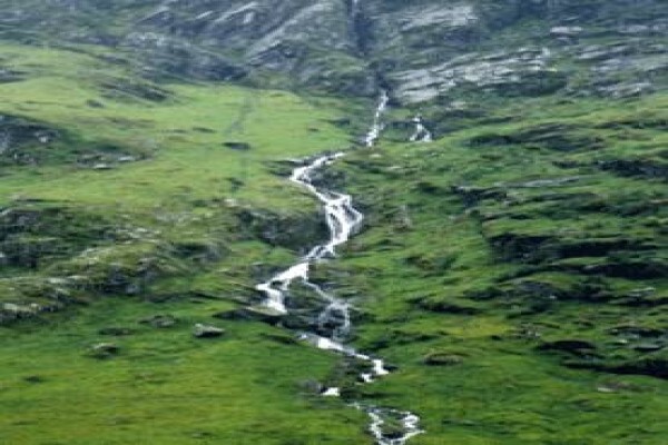 Conchem Saligna