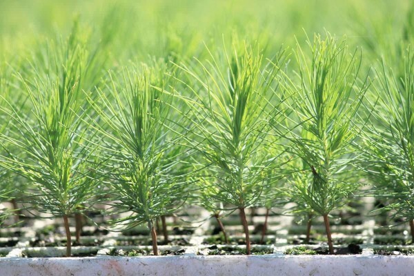 Springbank Farms (Pty) Ltd