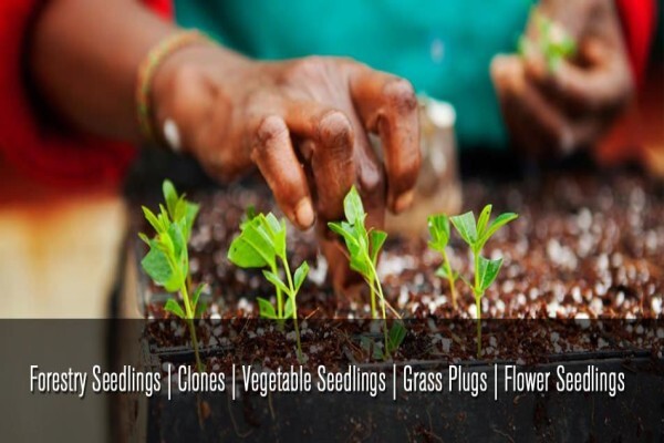 Springbank Farms (Pty) Ltd