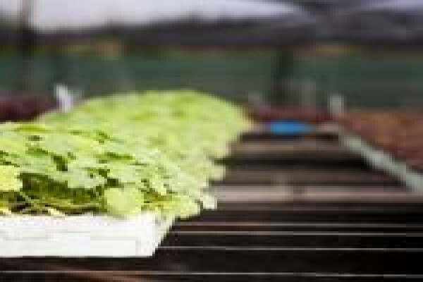 Springbank Farms (Pty) Ltd