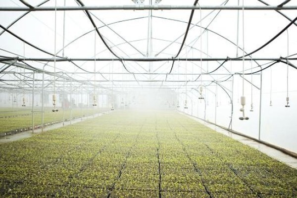 Springbank Farms (Pty) Ltd