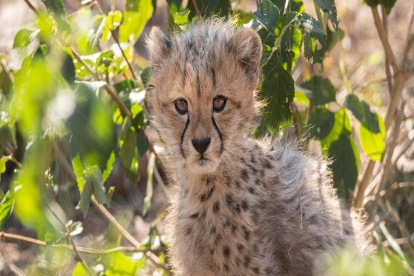 De Wildt Cheetah & Wildlife Trust