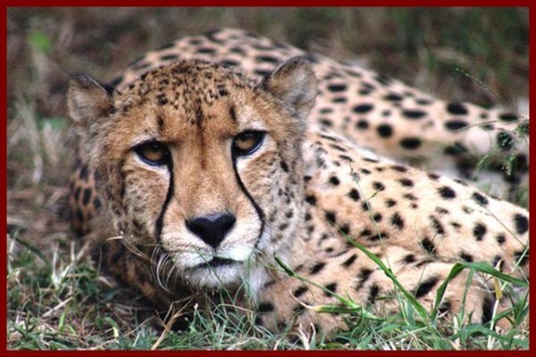 De Wildt Cheetah & Wildlife Trust