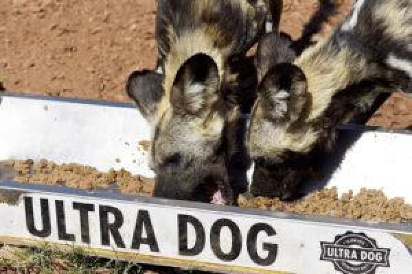 De Wildt Cheetah & Wildlife Trust