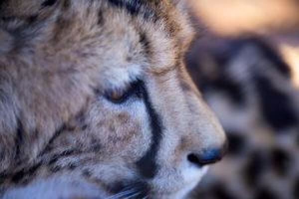 De Wildt Cheetah & Wildlife Trust