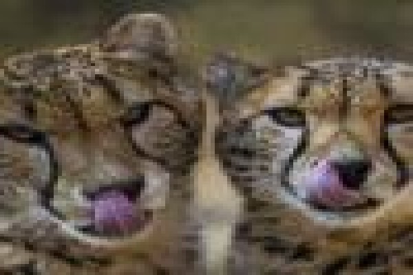 De Wildt Cheetah & Wildlife Trust