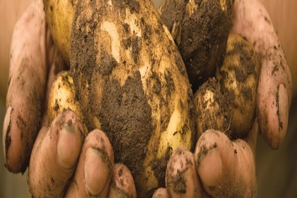Advanced Potato Propagation (Pty) Ltd
