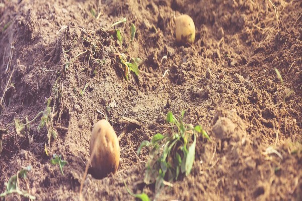 Advanced Potato Propagation (Pty) Ltd