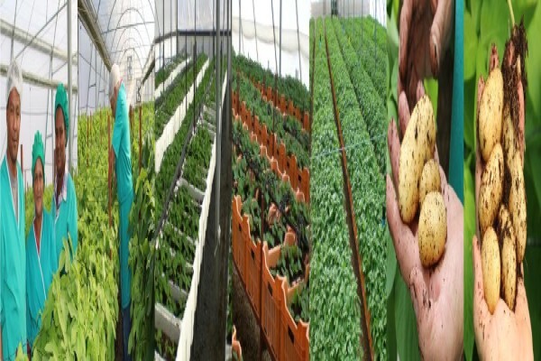 Advanced Potato Propagation (Pty) Ltd
