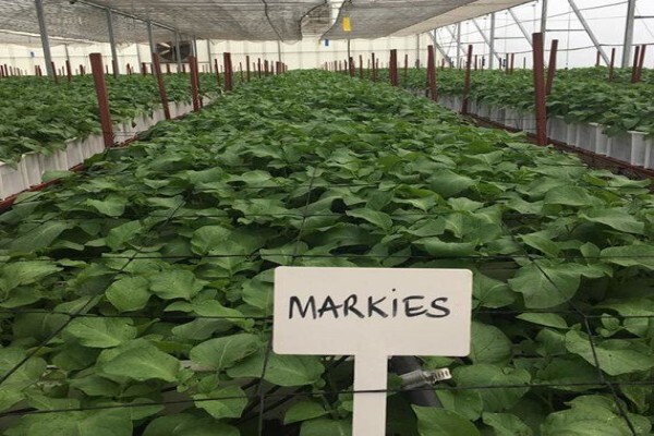 Advanced Potato Propagation (Pty) Ltd
