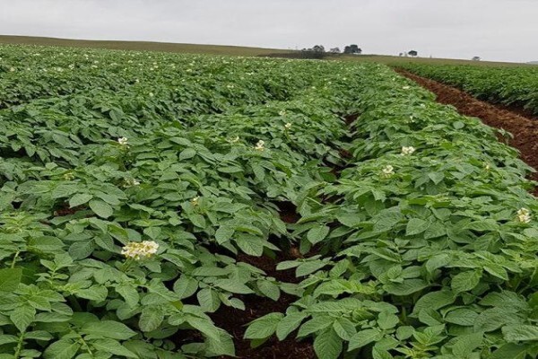 Advanced Potato Propagation (Pty) Ltd