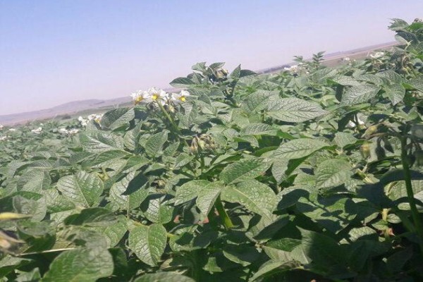 Advanced Potato Propagation (Pty) Ltd
