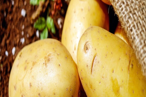 Advanced Potato Propagation (Pty) Ltd