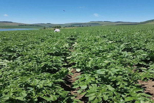 Advanced Potato Propagation (Pty) Ltd