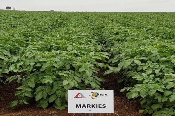 Advanced Potato Propagation (Pty) Ltd